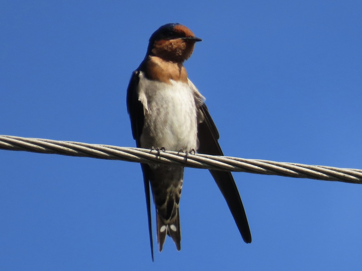 Pacific Swallow - ML646584954