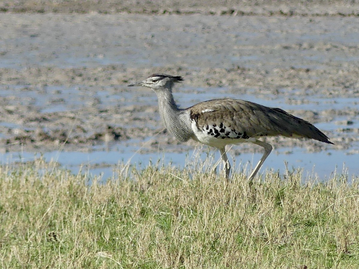 アフリカオオノガン - ML646584956