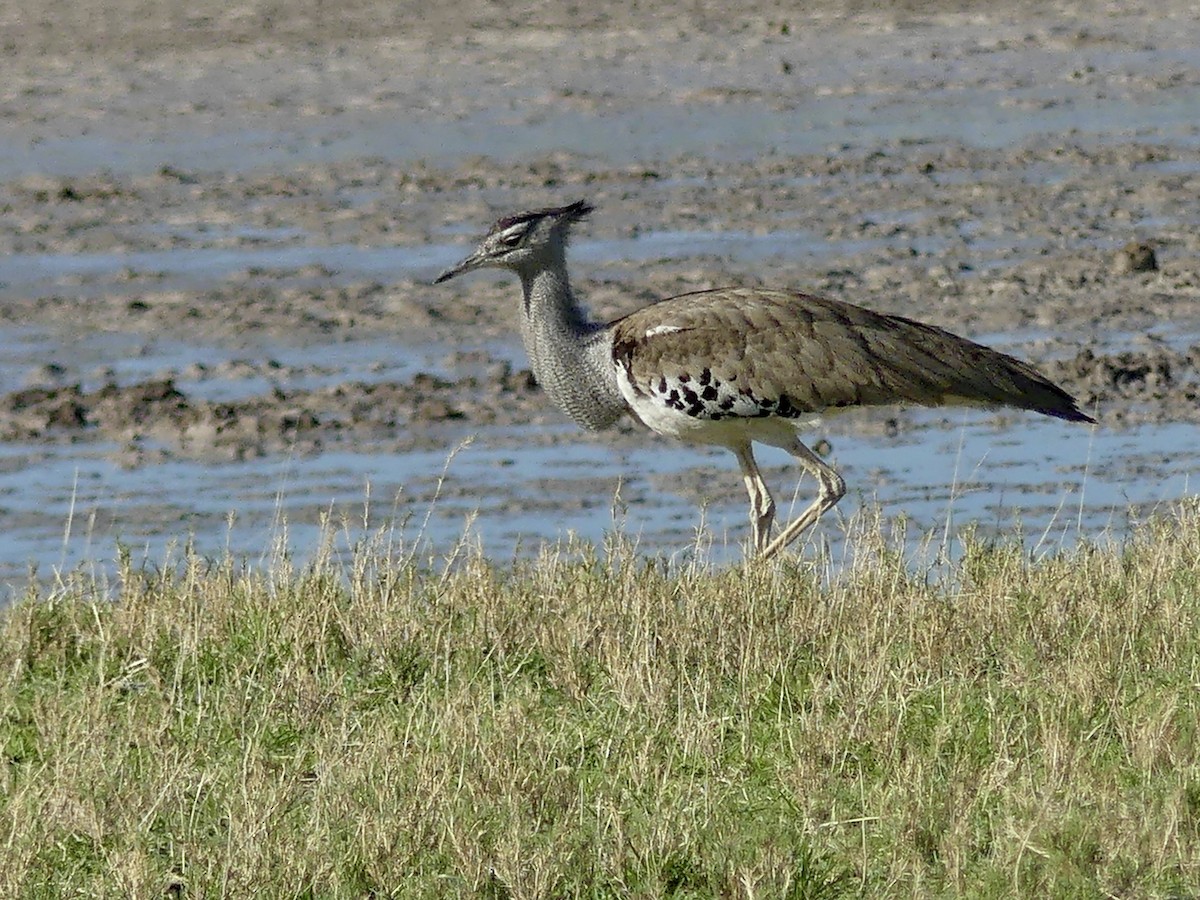 アフリカオオノガン - ML646584957