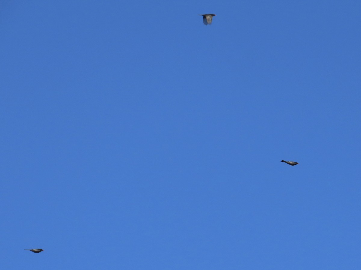 Black Bulbul (Gray-winged) - ML646584959