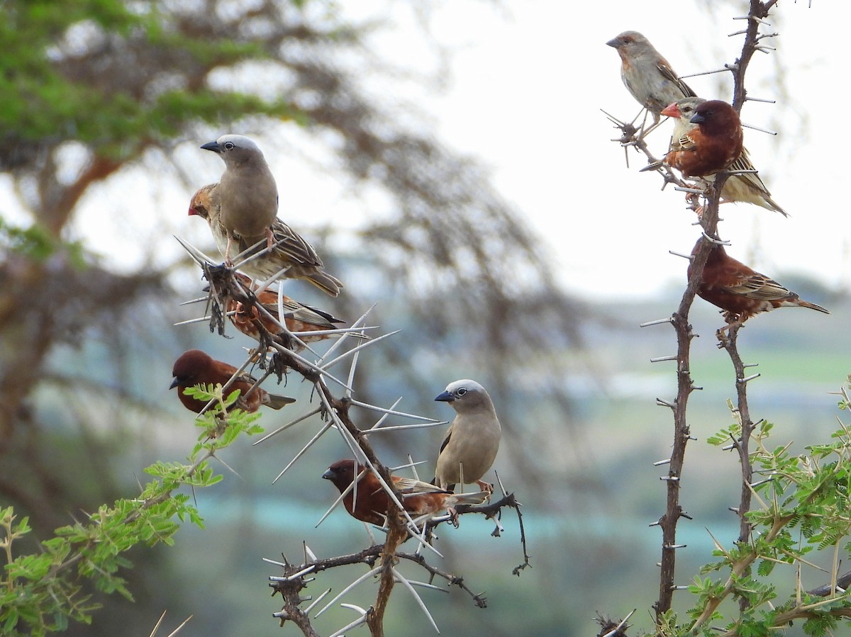 Gray-capped Social-Weaver - ML646584960