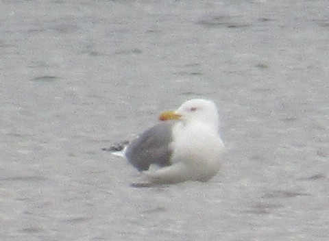 Lesser Black-backed Gull - ML646584961