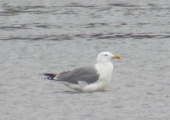 Lesser Black-backed Gull - ML646584962