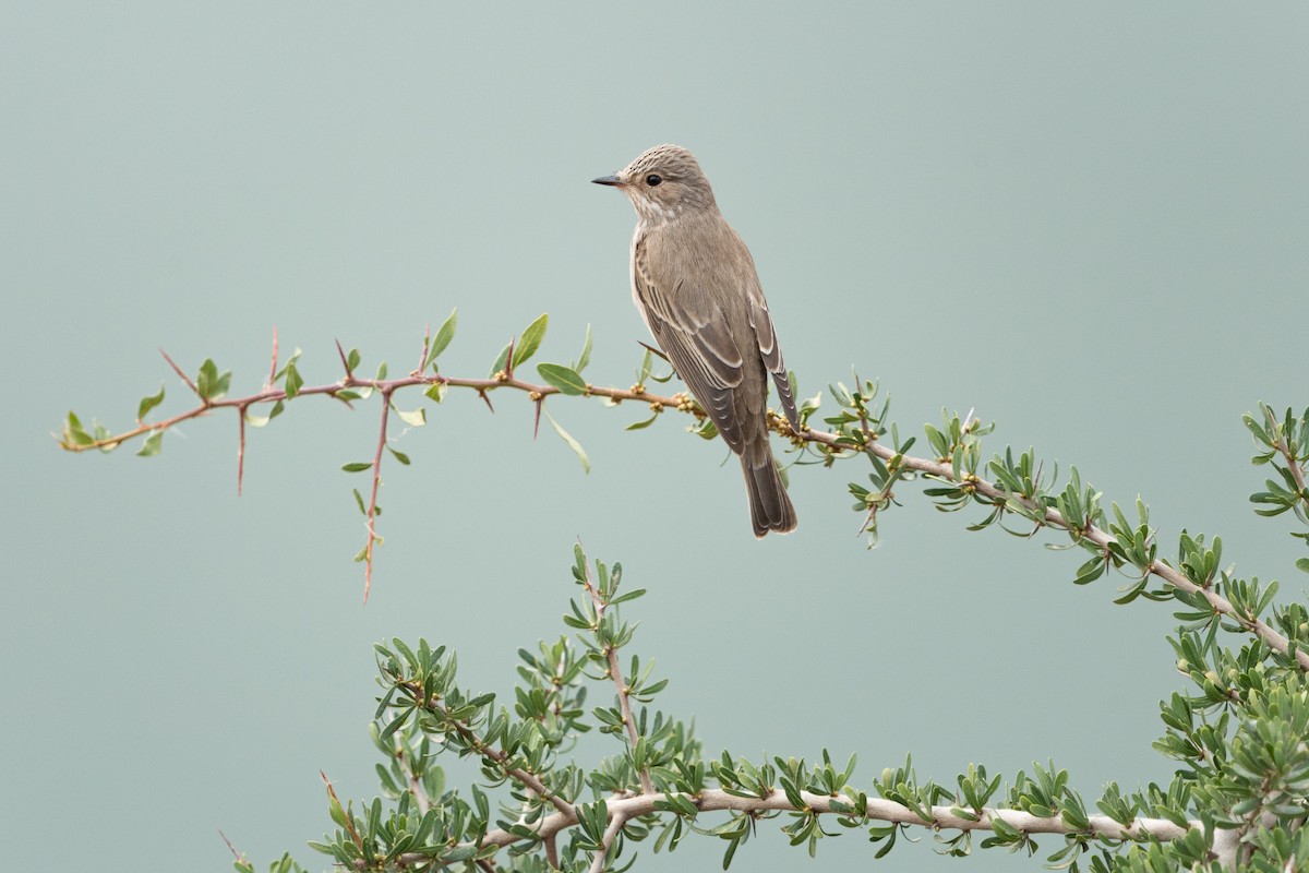 gråfluesnapper - ML646584970