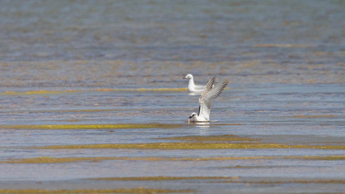Gull-billed Tern - ML646584971