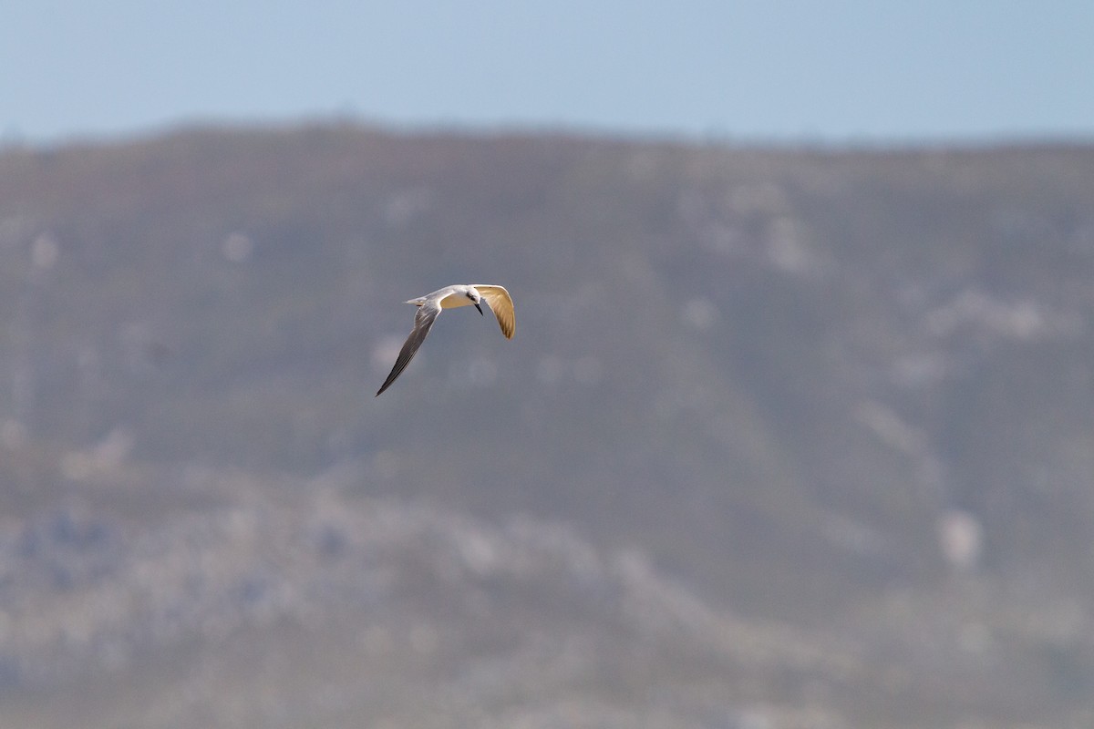 Gull-billed Tern - ML646584974