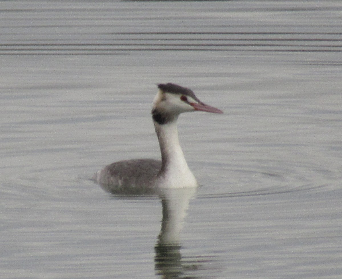Great Crested Grebe - ML646584977