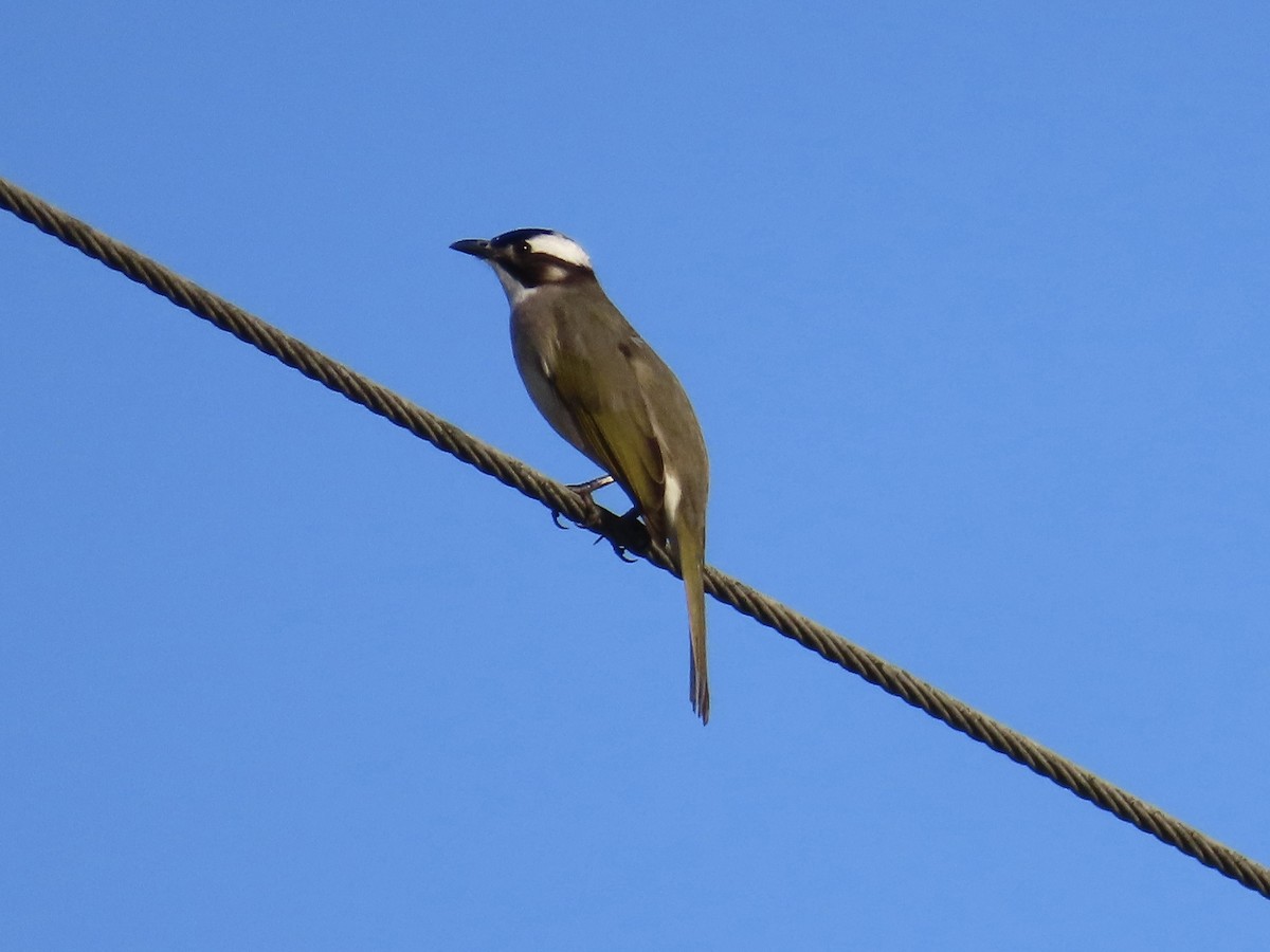Light-vented Bulbul - ML646584979