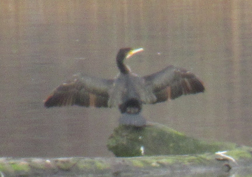 Great Cormorant - ML646584984