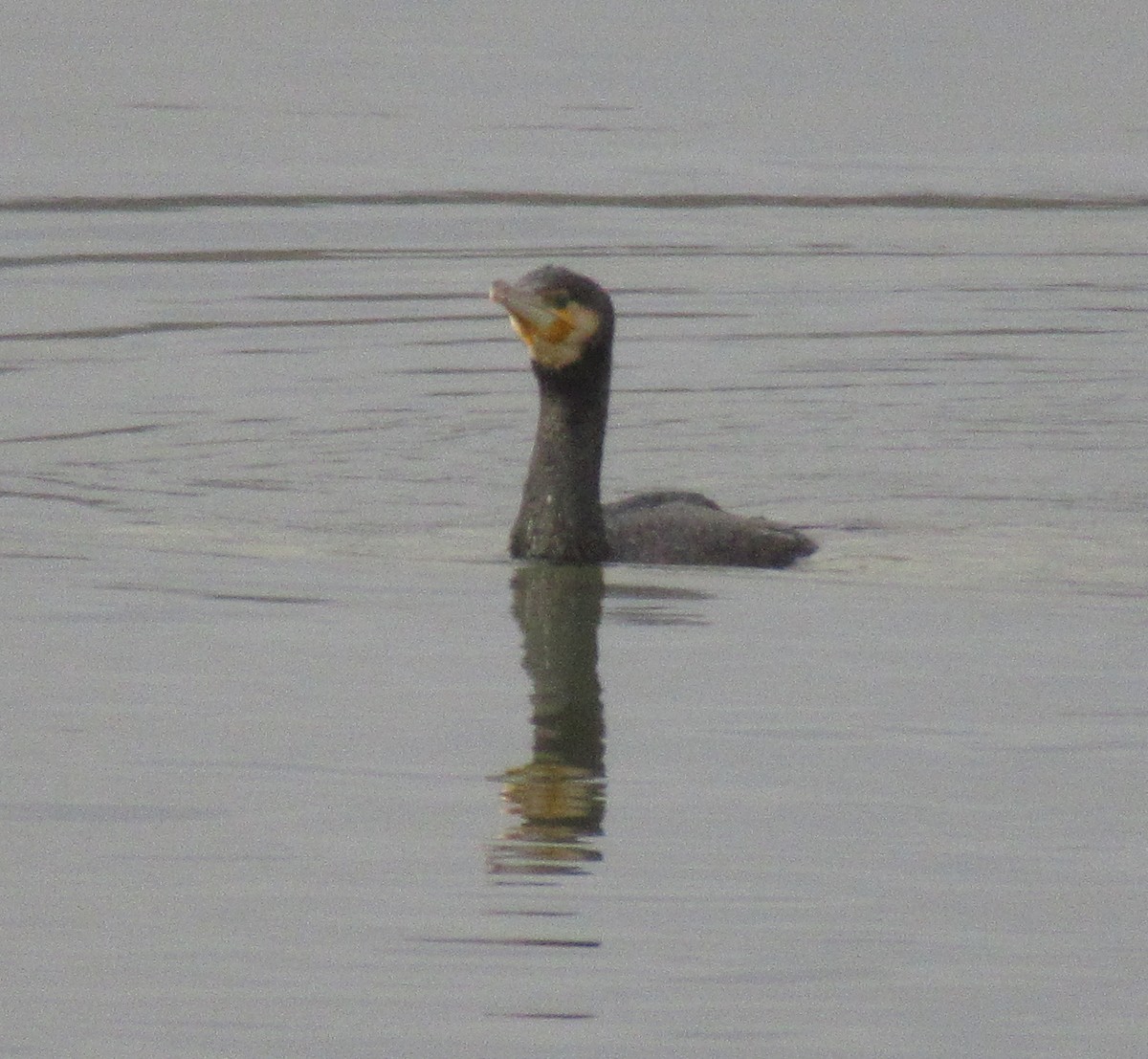 Great Cormorant - ML646584985