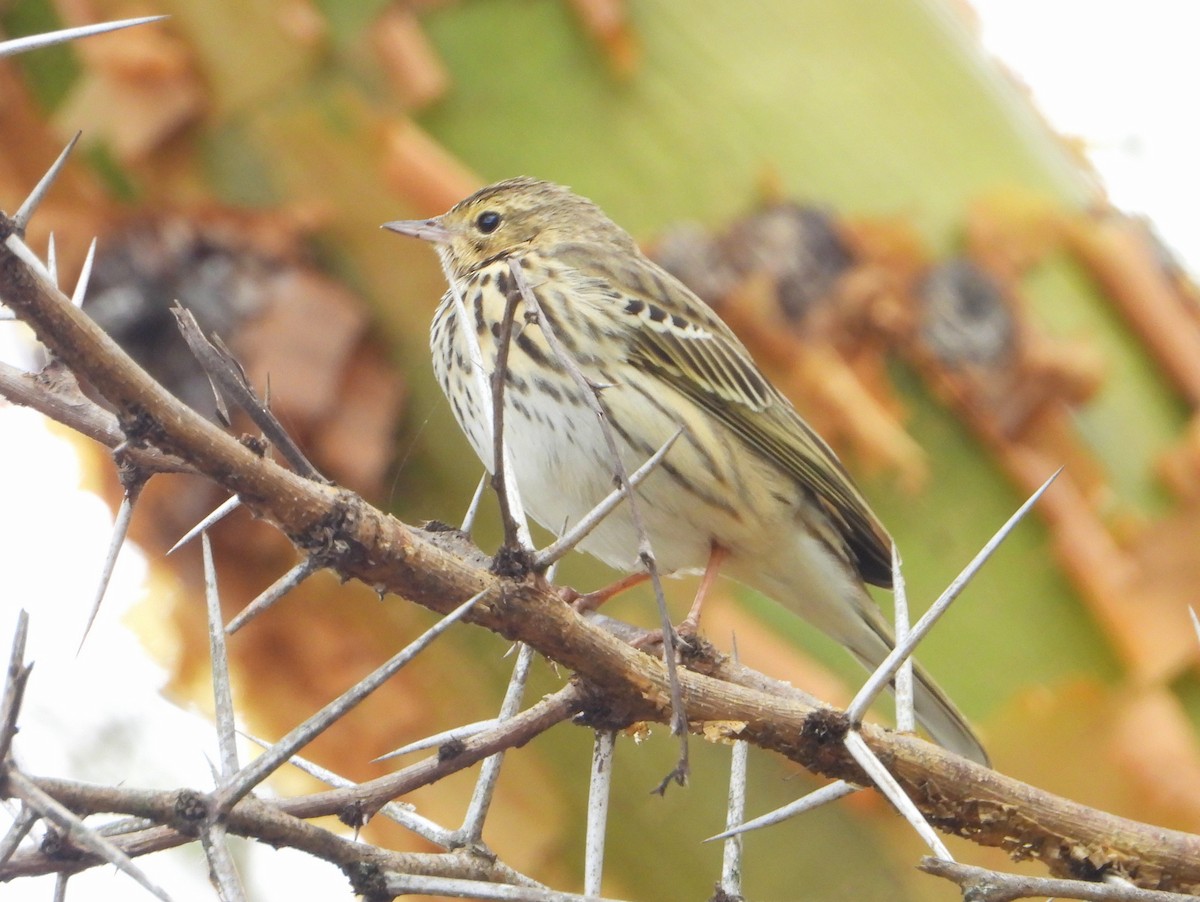 Tree Pipit - ML646584991
