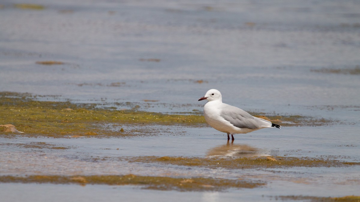 Hartlaub's Gull - ML646584995