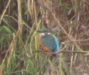 Common Kingfisher - ML646584999
