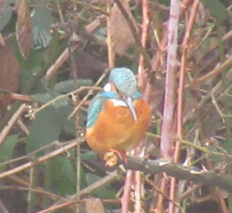 Common Kingfisher - ML646585000