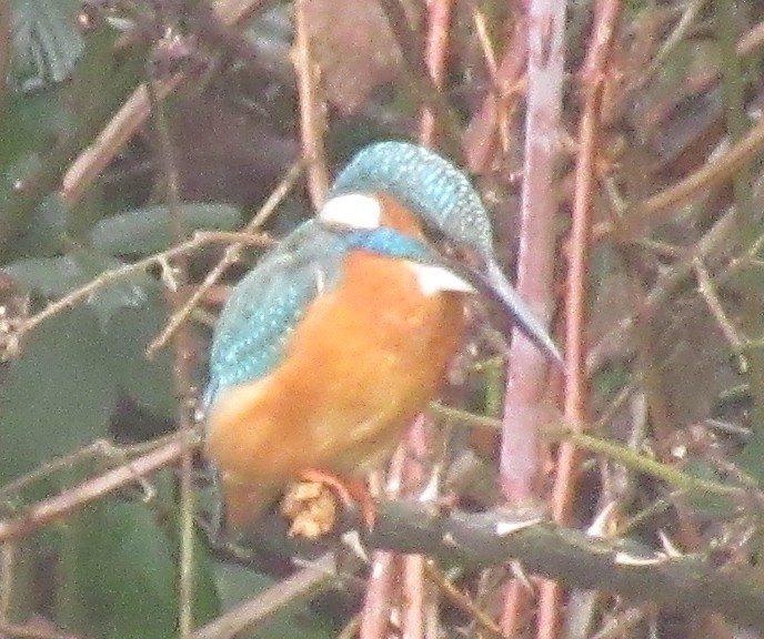 Common Kingfisher - ML646585001