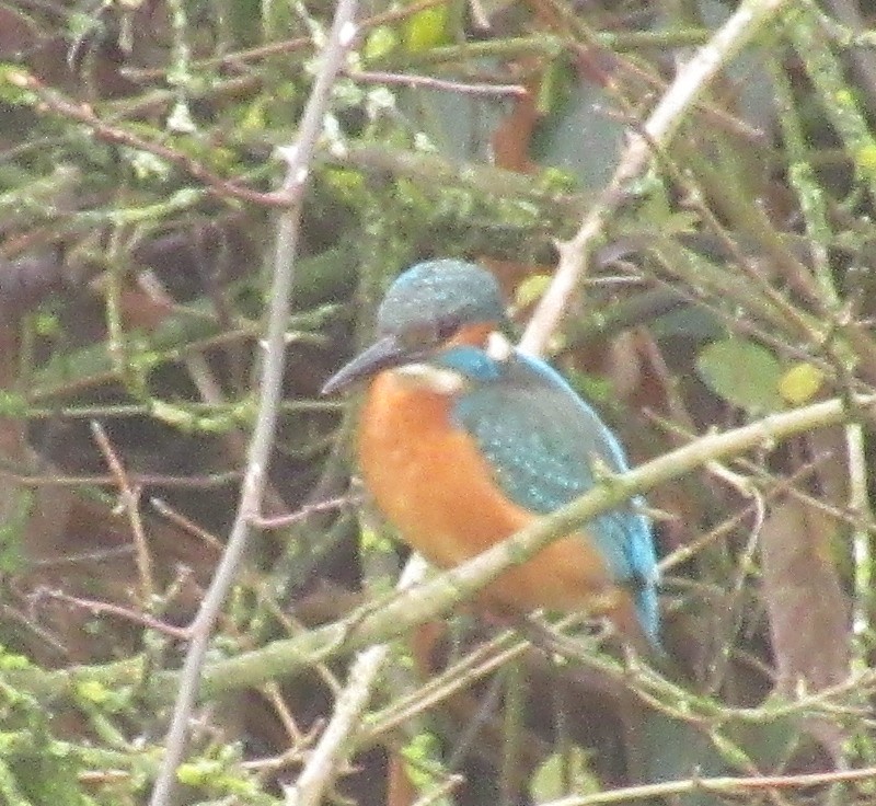 Common Kingfisher - ML646585002