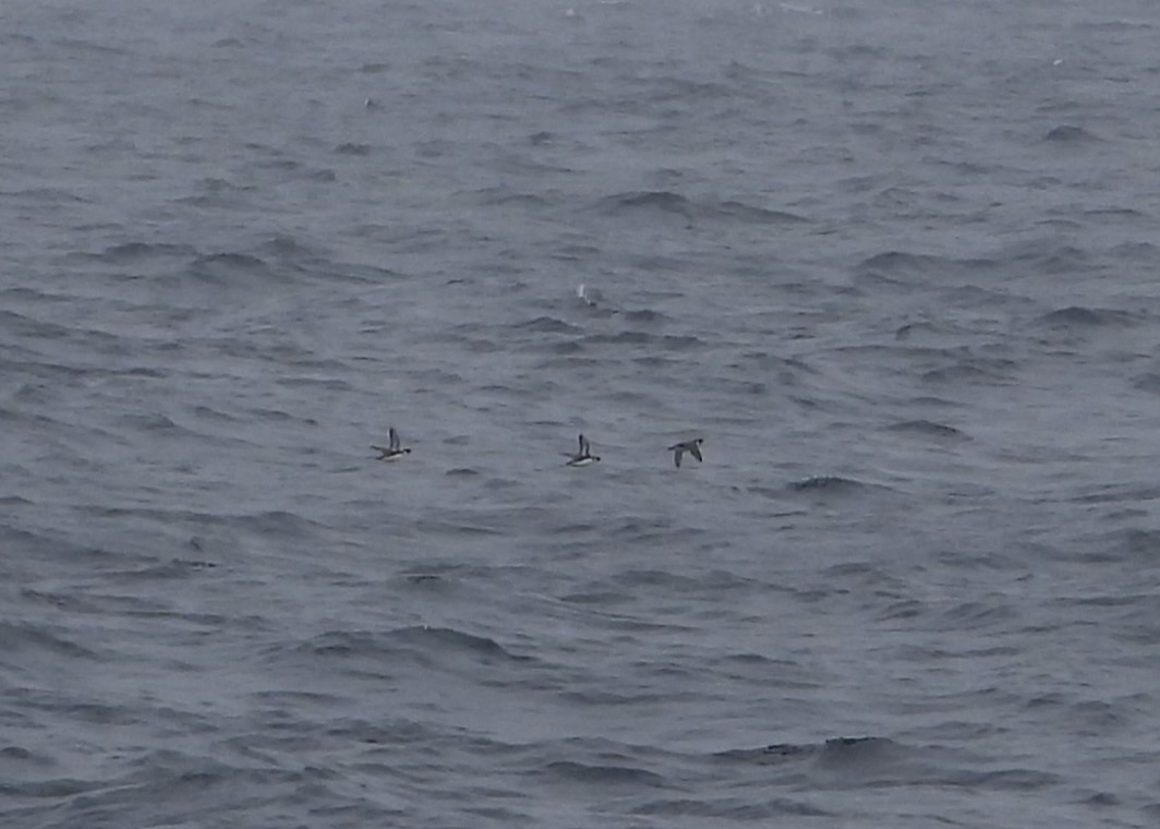 Ancient Murrelet - ML646585004