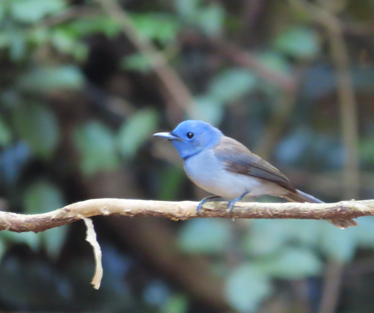 黑枕藍鶲 - ML646585010