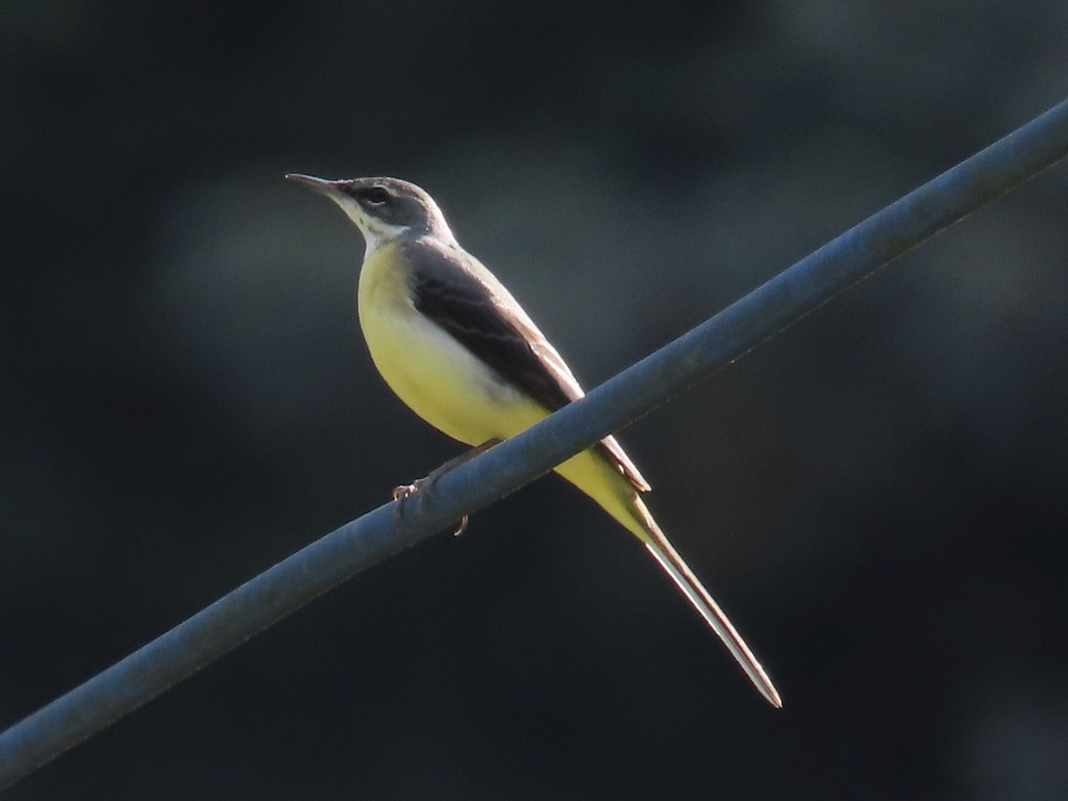 Gray Wagtail - ML646585013