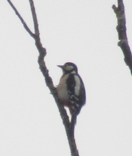 Great Spotted Woodpecker - ML646585014