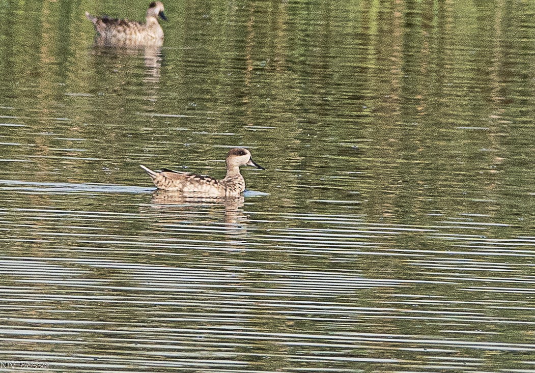 Marbled Duck - ML646585017