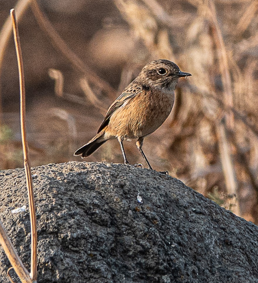Трав'янка чорноголова - ML646585018