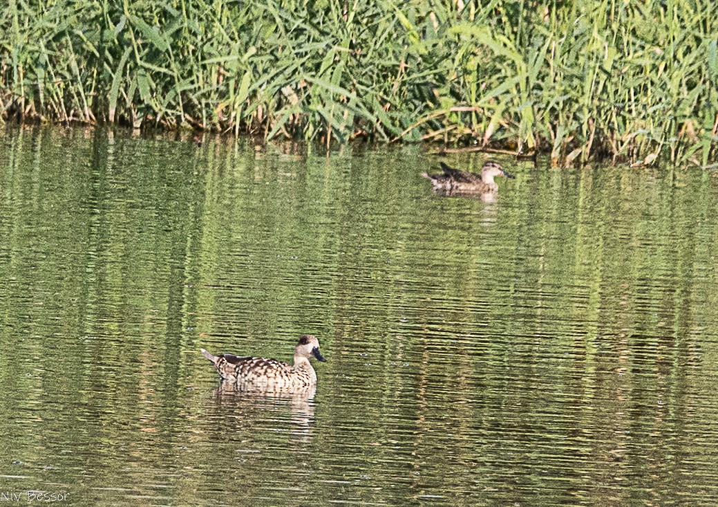 Marbled Duck - ML646585019