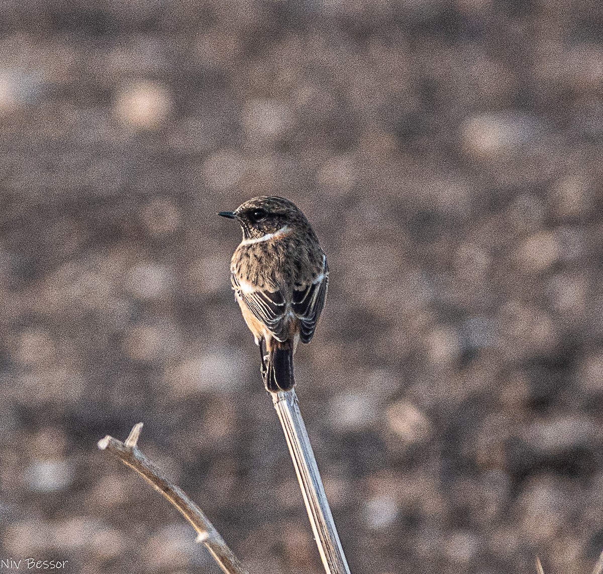 Трав'янка чорноголова - ML646585020