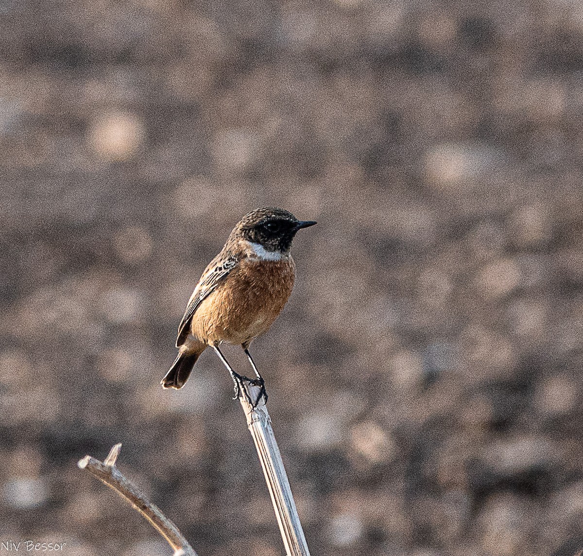 Трав'янка чорноголова - ML646585021