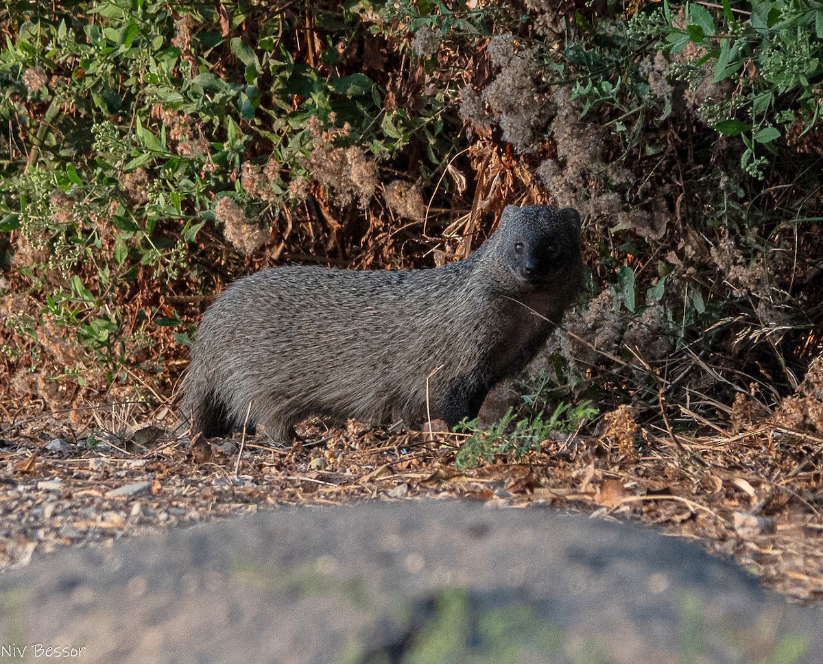 Animals - ML646585023