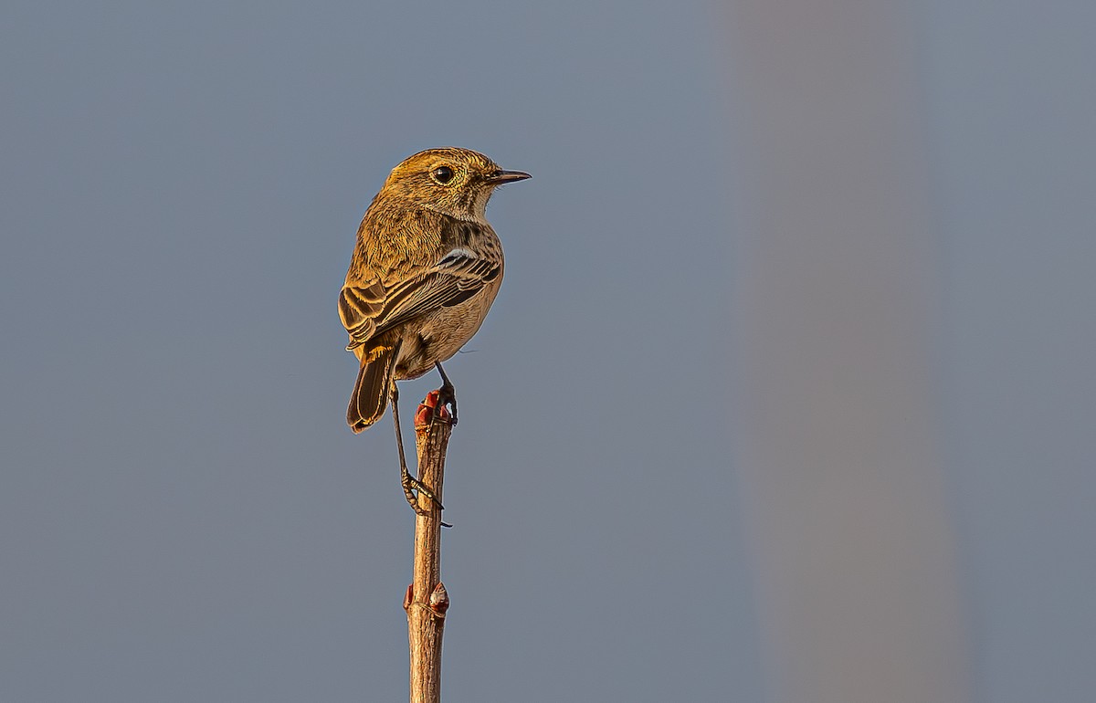European Stonechat - ML646585026
