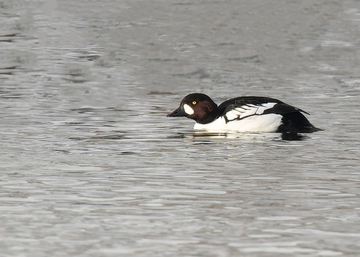 Common x Barrow's Goldeneye (hybrid) - ML646585029