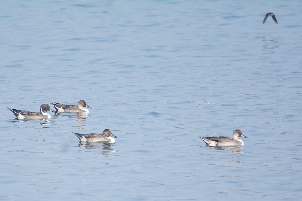 ostralka štíhlá - ML646585030