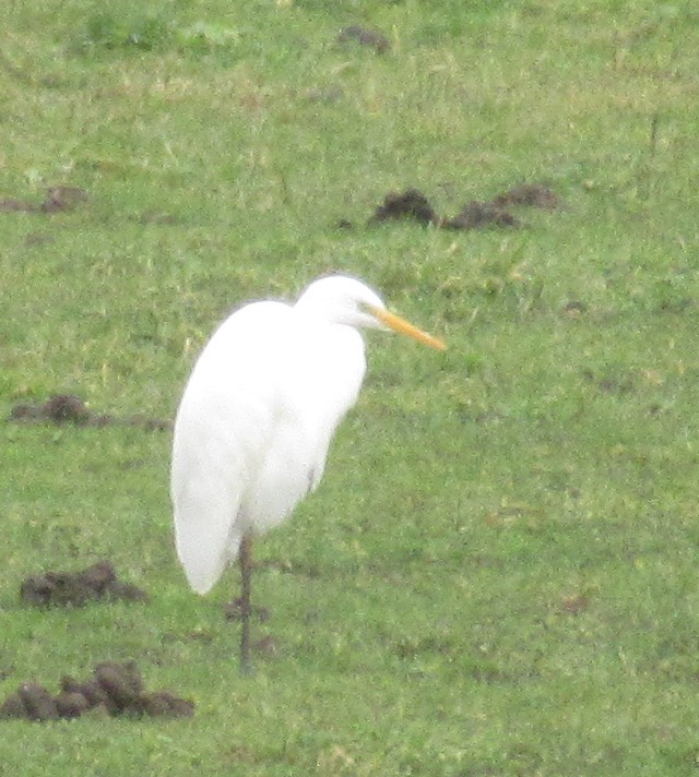 Great Egret - ML646585032