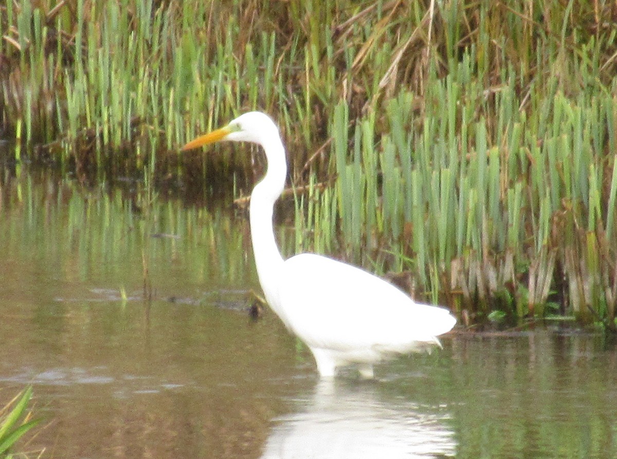 Great Egret - ML646585033