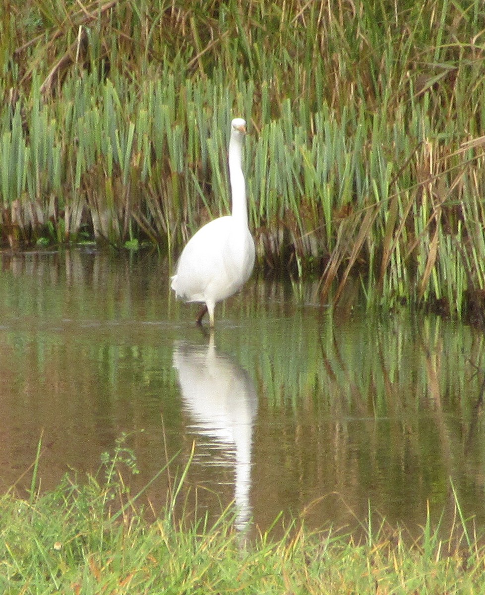 Great Egret - ML646585034