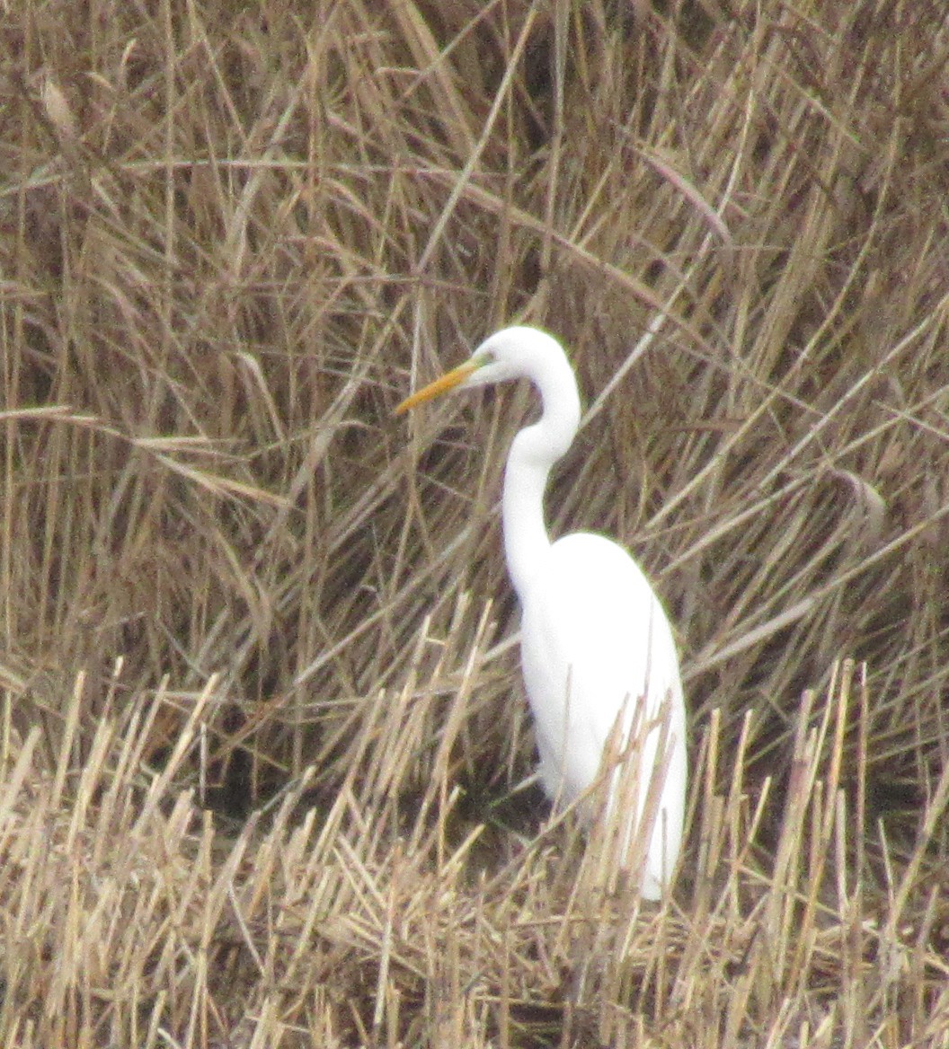 Great Egret - ML646585035