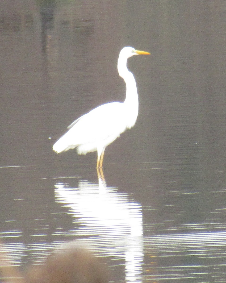 Great Egret - ML646585036