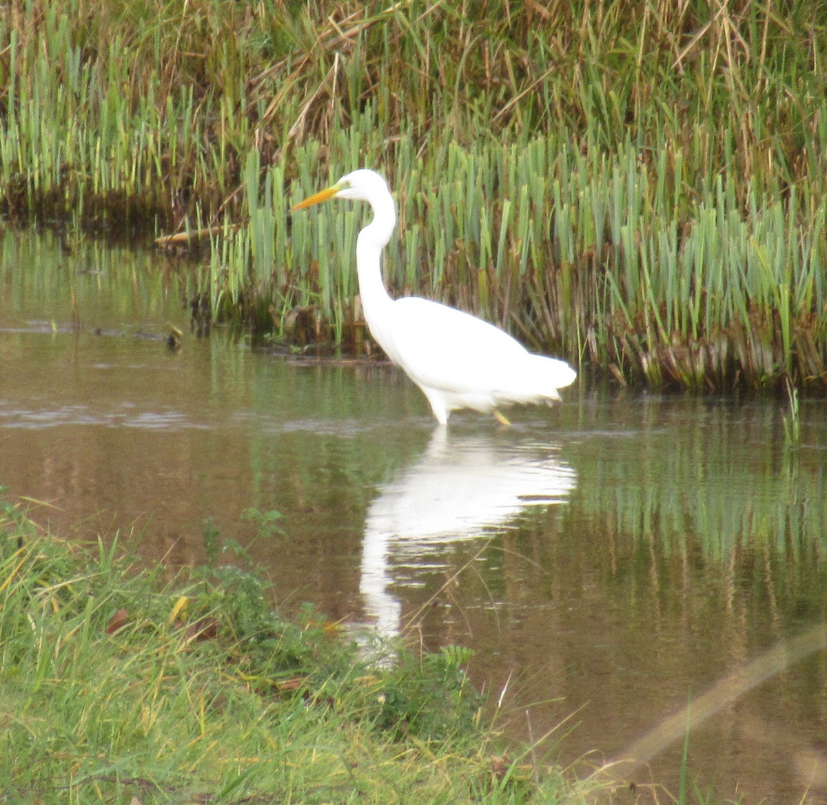 Great Egret - ML646585037