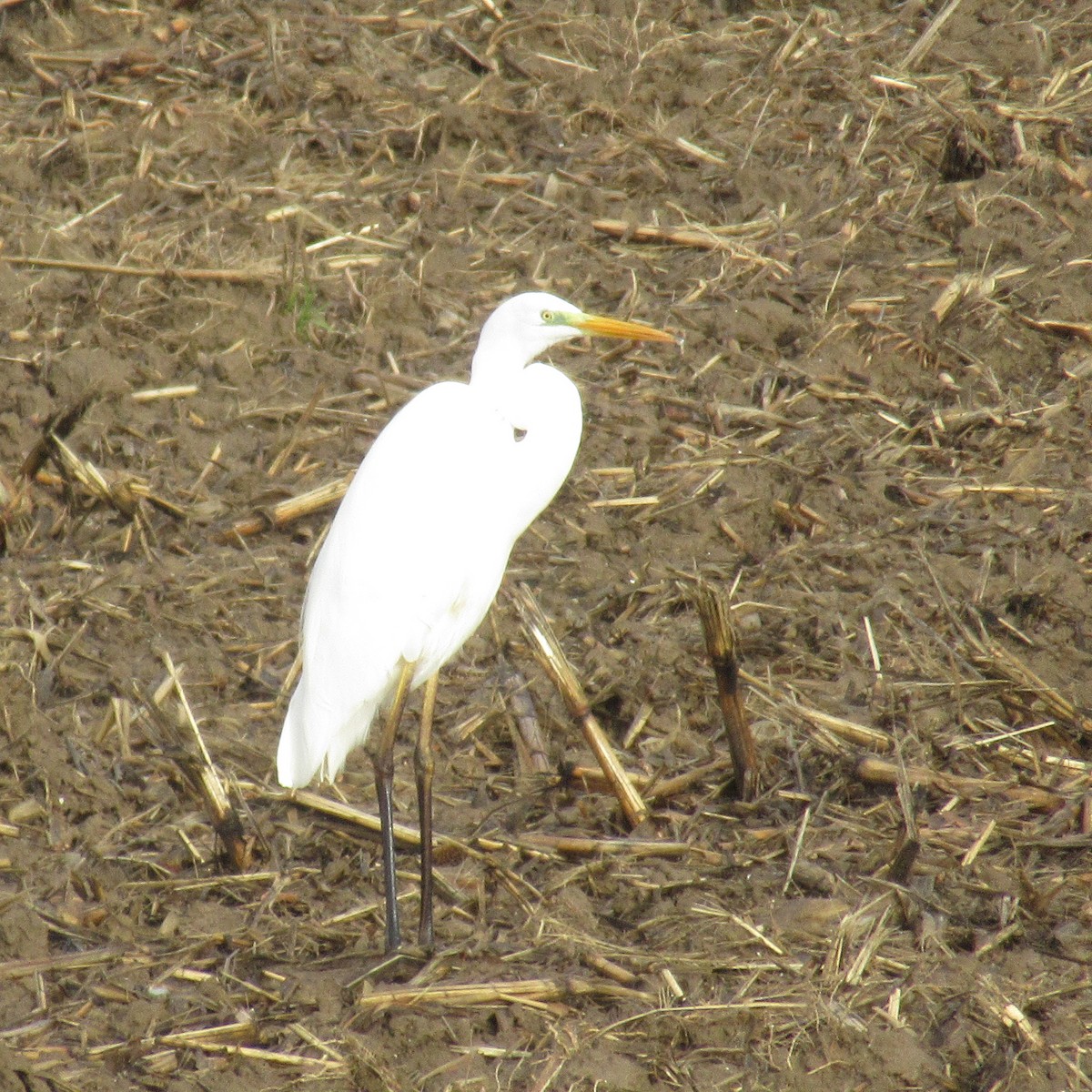 Great Egret - ML646585038