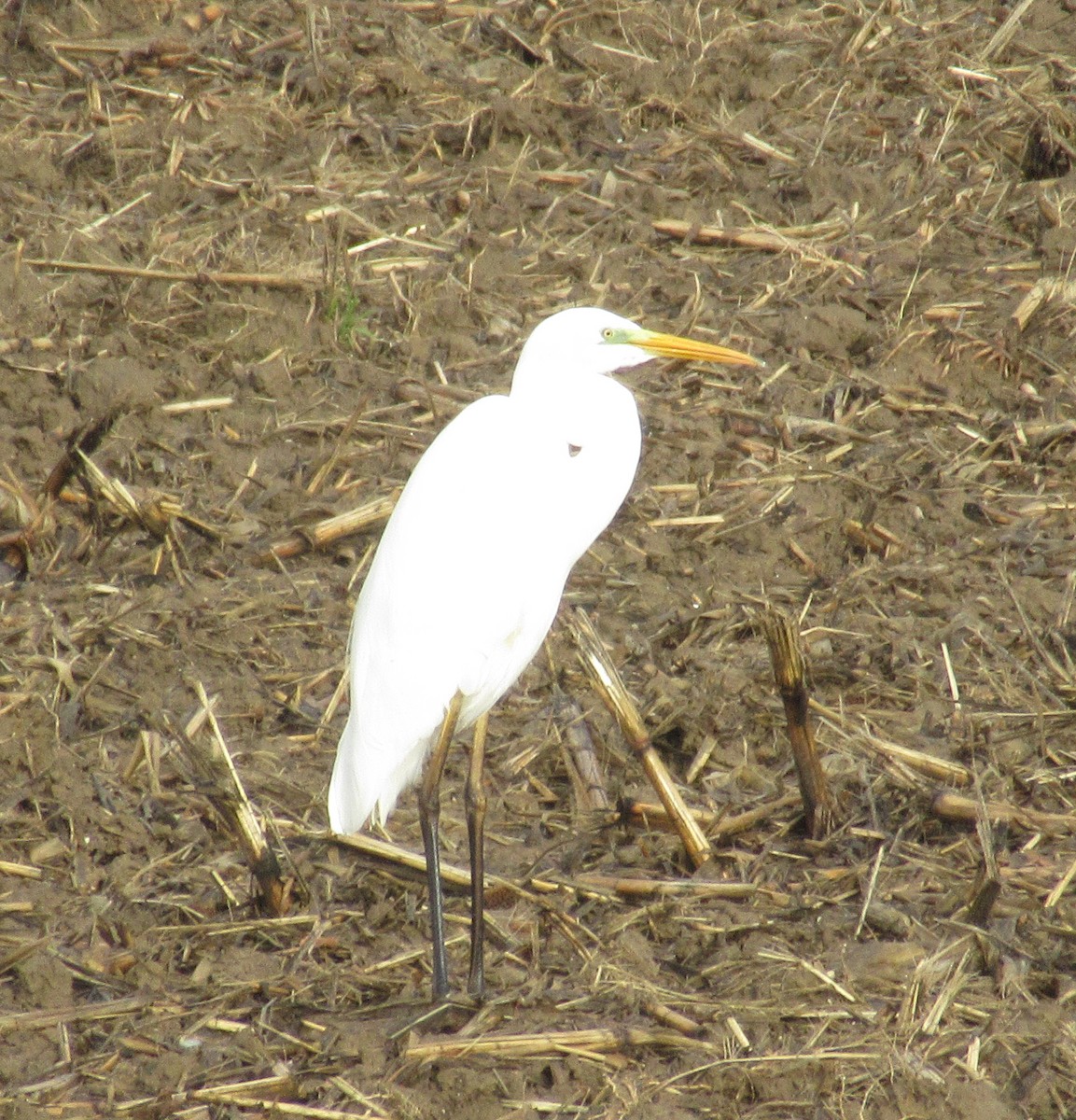 Great Egret - ML646585039