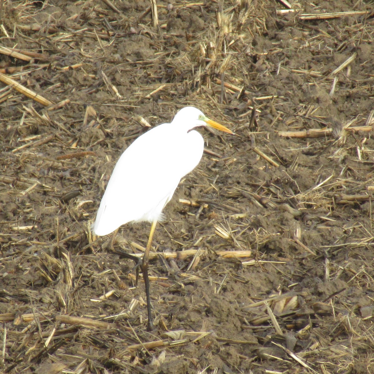 Great Egret - ML646585040