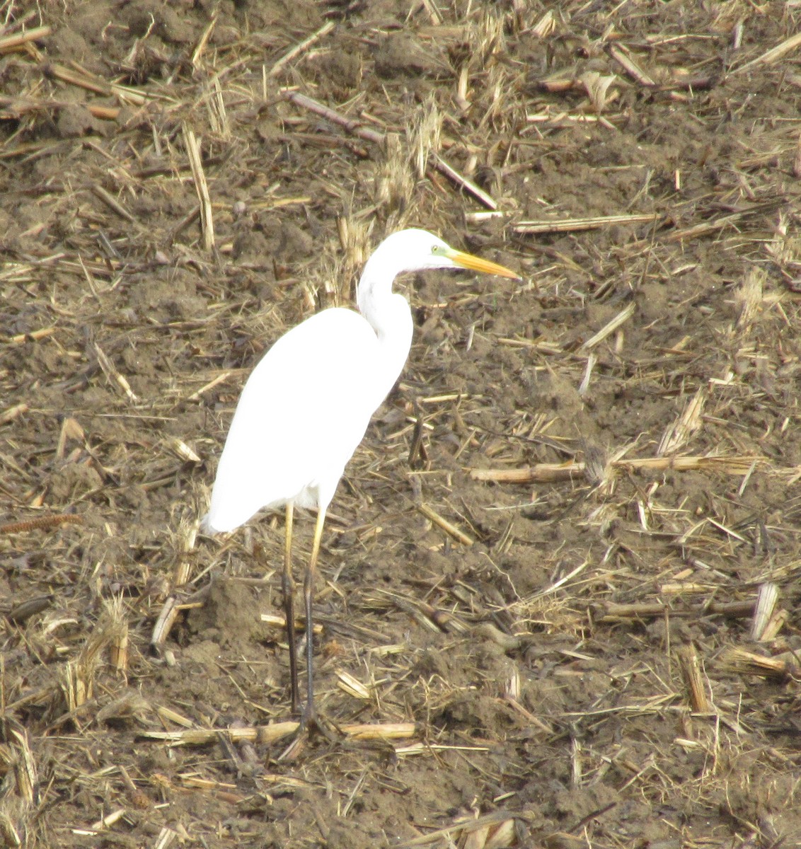 Great Egret - ML646585041