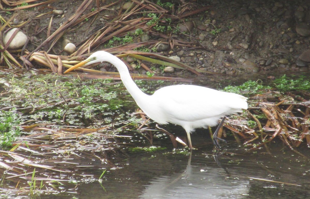 Great Egret - ML646585042