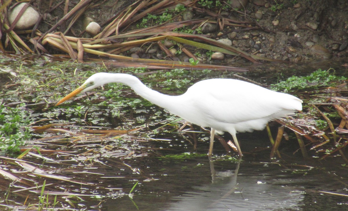 Great Egret - ML646585043