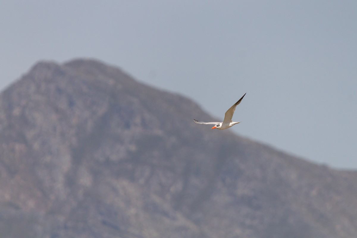 Caspian Tern - ML646585046