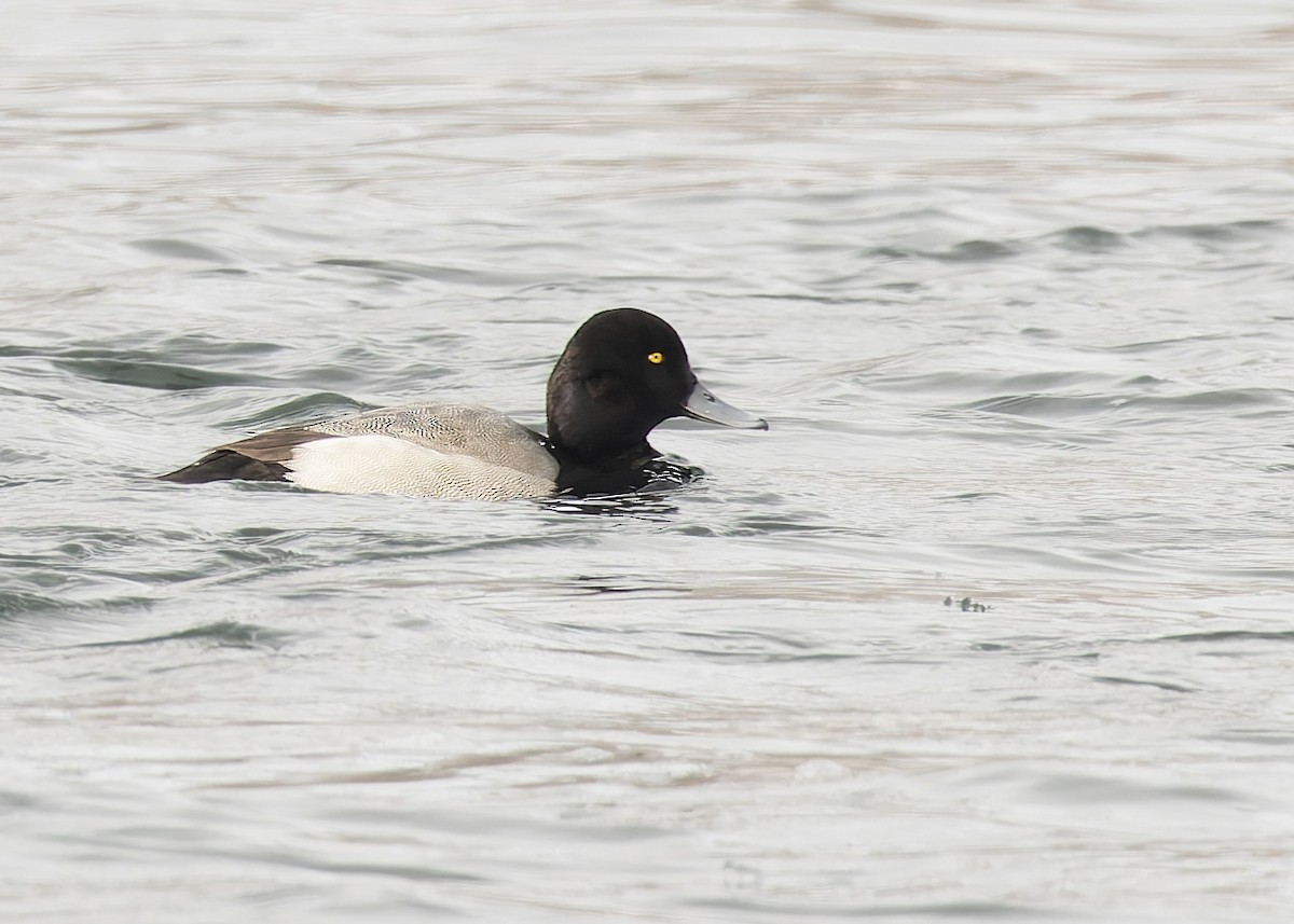 Lesser Scaup - ML646585050