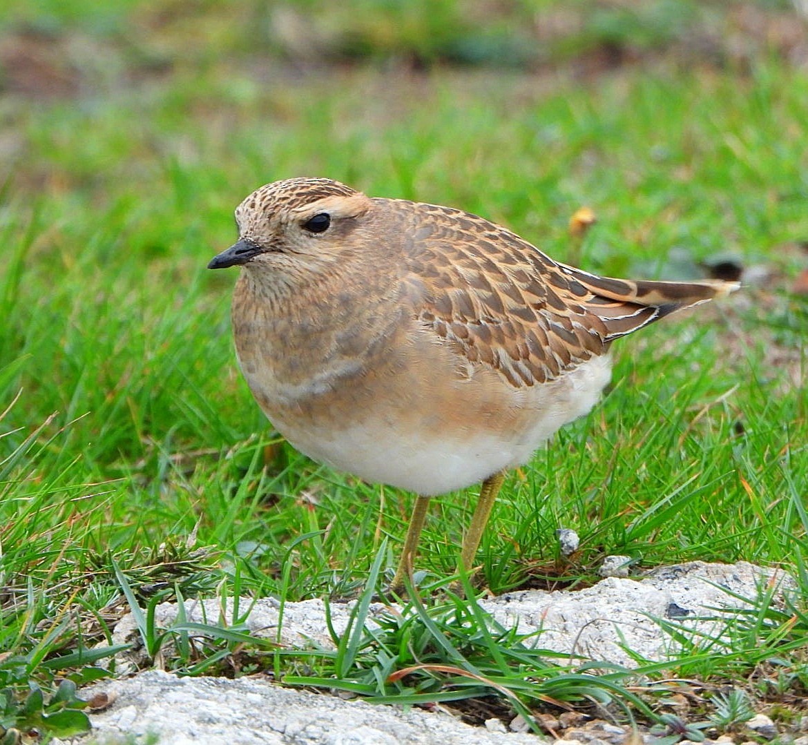 Eurasian Dotterel - ML646585052
