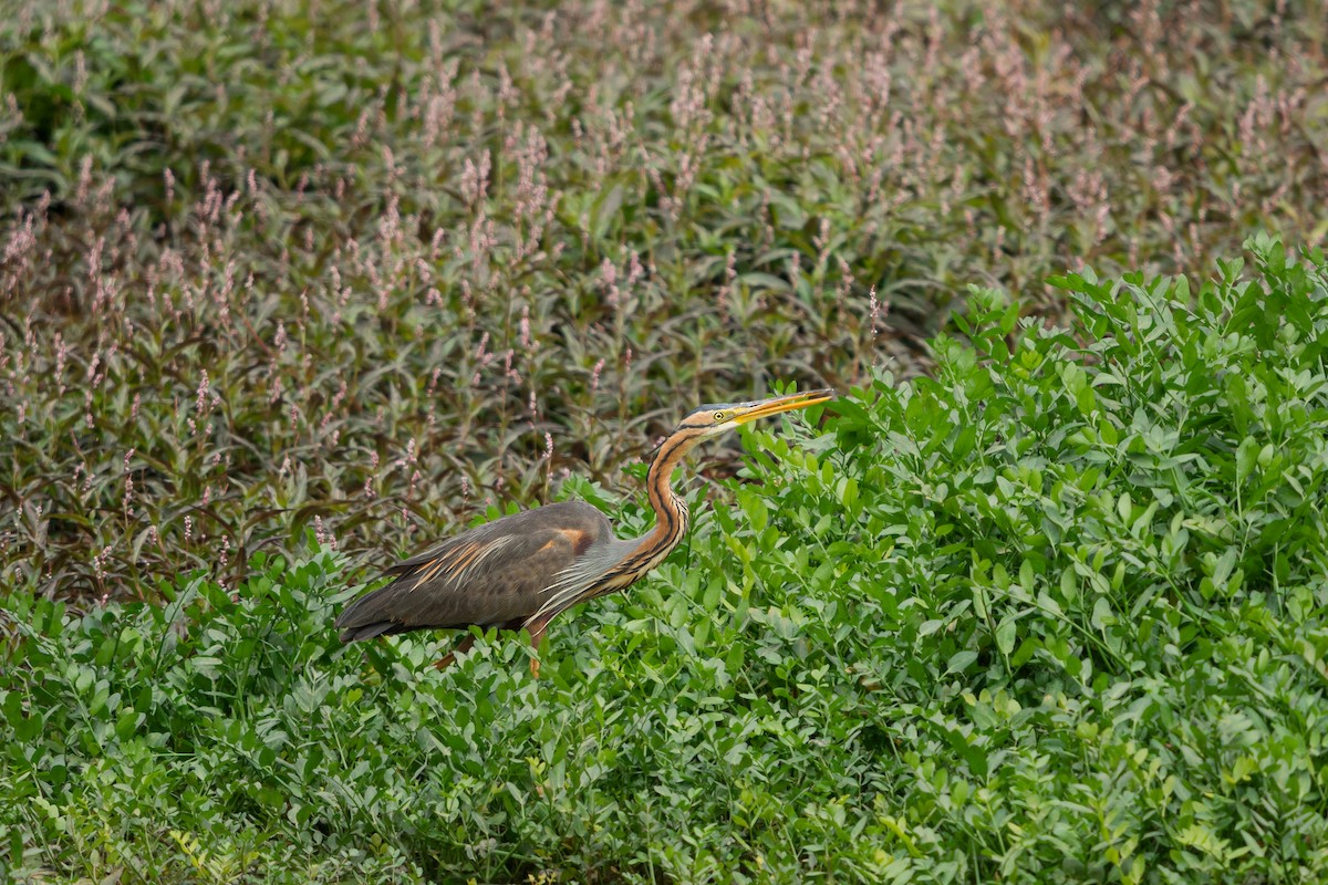 purpurhegre (purpurea gr.) - ML646585053