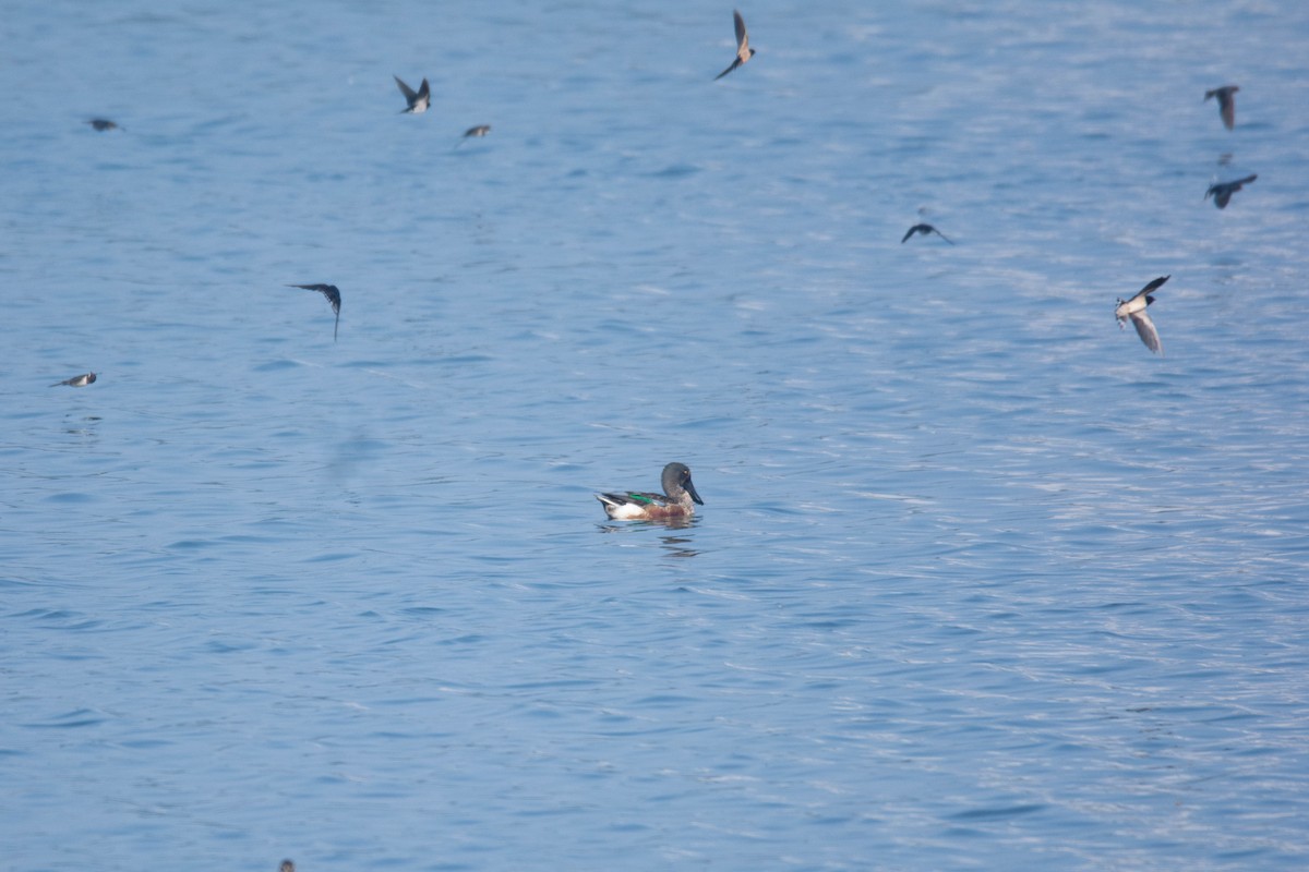 lžičák pestrý - ML646585055